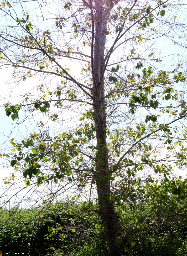 Populus nigra